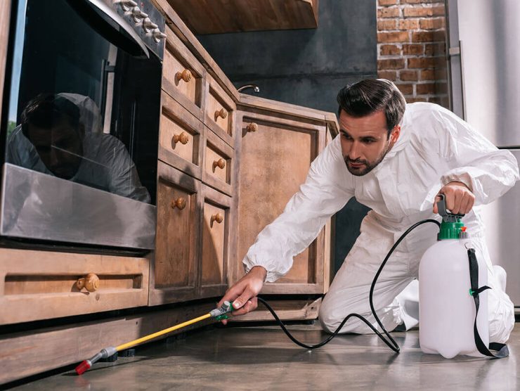 Pest Control Projects Style 2